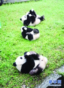 <br>          重庆动物园4只大熊猫在周岁生日会上享用美食<br><br>        