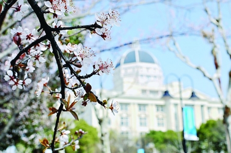 <br>              ▲上海外国语大学：花枝微颤，与盎然的春天撞个满怀。<br><br>        