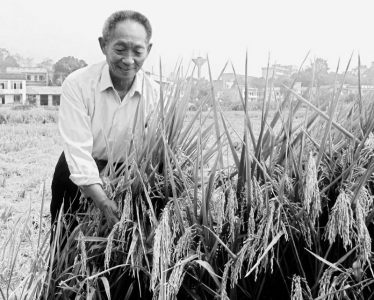 <br>          　　　　2003年10月9日，“杂交水稻之父”袁隆平院士在湖南湘潭县泉塘子乡的一个超级杂交稻示范田里。<br><br>        
