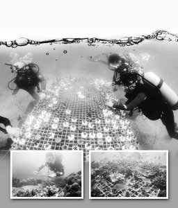 <br>          工作人员在水下做珊瑚普查<br><br>        