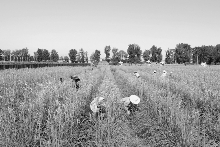 <br>          积极支持地方特色农业产业发展 图片由大同农信社提供<br><br>        