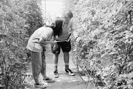 <br>          认真介绍小番茄 图片由杏花岭区融媒体中心提供<br><br>        