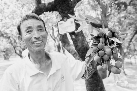 <br>              在广东茂名高州市根子镇柏桥村荔枝种植园，一位果农展示从树龄约1300年的“天伦之乐”古树上采摘的荔枝（2023年6月12日摄）。 新华社记者 龚兵 摄<br><br>        