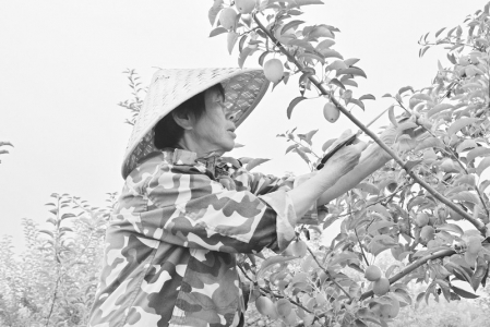 <br>          水果挂满枝头<br><br>        