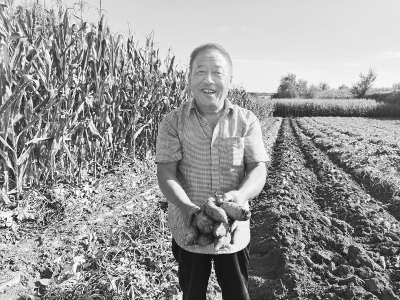 <br>          红薯喜获丰收 本报记者 刘琴 摄<br><br>        