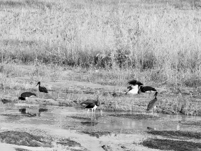 <br>          古交生态功能不断增强，当地停留的候鸟逐年增多。<br>图片由古交市新时代文明实践服务中心提供<br><br>        