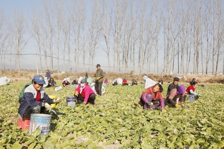 <br>          工人在收割芥菜 本报记者 康乐 摄<br><br>        