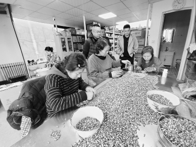 <br>          工人正在分拣“白不老”架豆种子 本报记者 康乐 摄<br><br>        