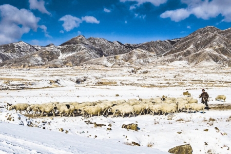 <br>          冬·牧羊人和他的羊群 （大同）<br><br>        