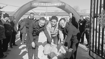<br>          种羊发放仪式现场 图片由山西医科大学提供<br><br>        