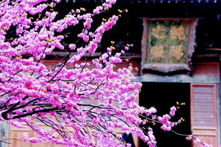 <br>          永乐宫的紫荆花<br><br>        