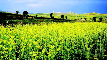 <br>          长城一号旅游公路边的油菜花盛开 本版图片除署名外均为资料图片<br><br>        