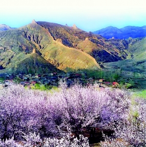 <br>          守口堡杏花开<br><br>        