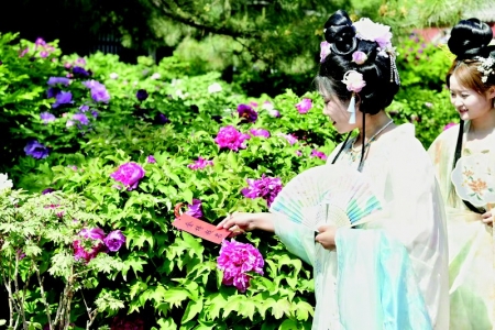 <br>          千株牡丹竞相开放 图片由太原市文物保护研究院提供<br><br>        