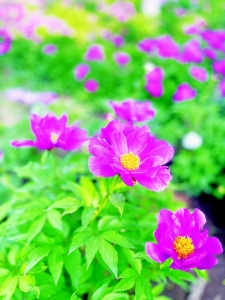 <br>          芍药绽放 本报记者 任小芳 摄<br><br>        