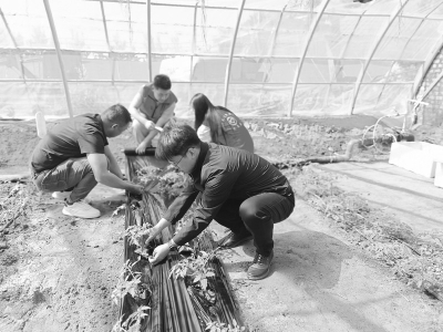           学习栽苗方法 图片由团太原市杏花岭区委提供        