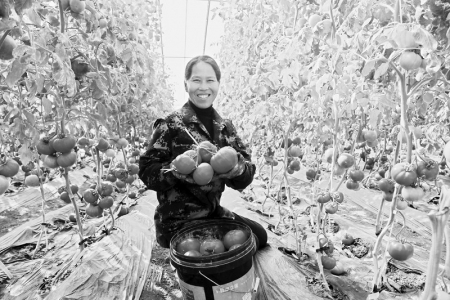 <br>          村民采收忙 图片由太原市晋源区融媒体中心提供<br><br>        