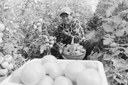           喜迎丰收 图片由大同农信社提供        