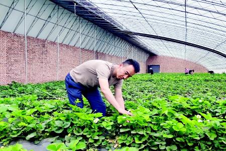           积极推动农业科技创新 图片由受访者提供        