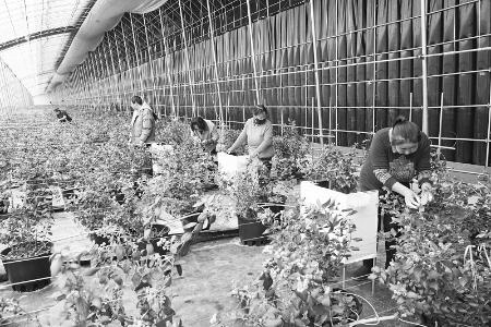           工作人员熟练地采摘成熟的蓝莓 图片由阳高县新闻中心提供        