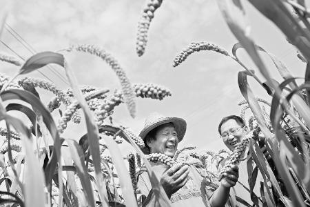           让每一粒小米都闪耀着“金融助农”的光芒 图片由广灵农商银行提供        