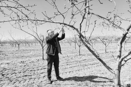           吴晋涛在千亩梨园查看梨树生长情况 图片由受访者提供        