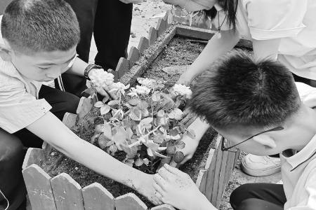           耐心种植 图片由太原市成成中学校提供        