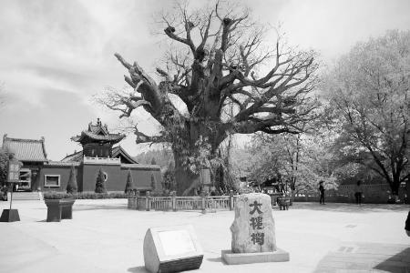          图片由山西省文化和旅游厅提供        