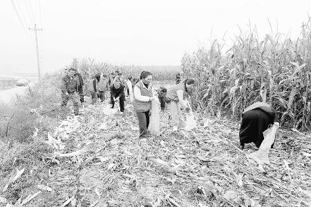 党员志愿者穿梭在田间地头 图片由古交市新时代文明实践服务中心提供