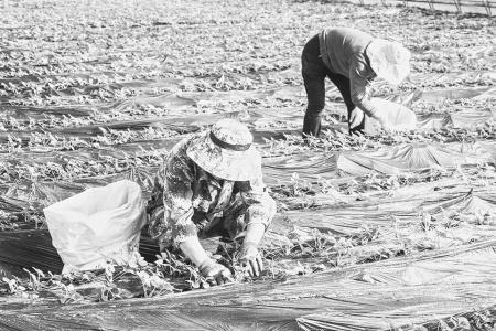 集体有收益，村民得实惠。 图片由太原市小店区融媒体中心提供