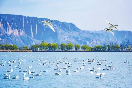圣天湖天鹅翩跹 本版图片均为资料图片