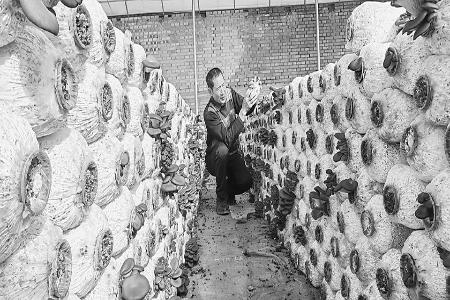 姜平亮正在为平菇“松绑” 图片由太原市晋源区融媒体中心提供