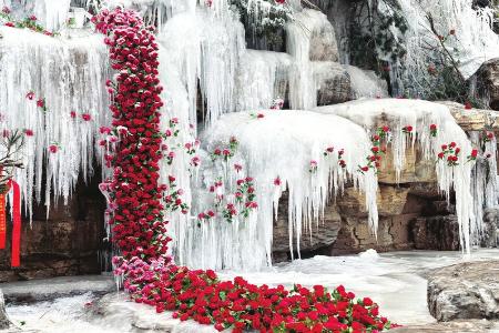 蒙山冰玫瑰 资料图片