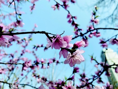           轻柔的小花爬满枝头        