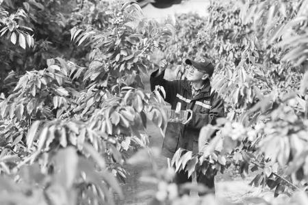 大棚樱桃迎来成熟季 图片由左云县新闻中心提供