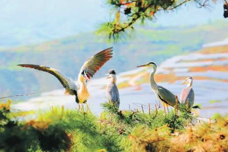 苍鹭栖息刘家庄