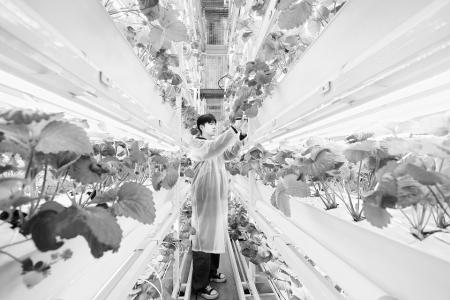 试种结束后，莓立方团队队长贺世伟记录草莓果径，以优化决赛正式种植阶段方案。