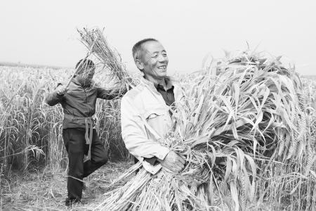 沁州黄小米开镰收割